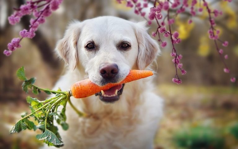 How Can Nutritional Disorders Be Prevented in Animals?