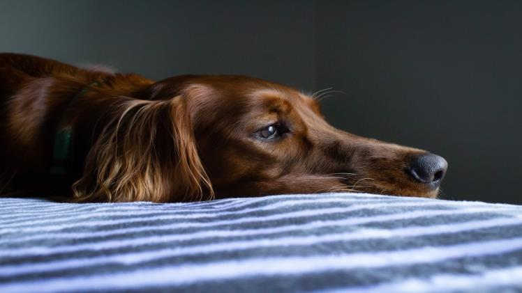 How Vulnerable is Your Dog to Developing Osteoarthritis?