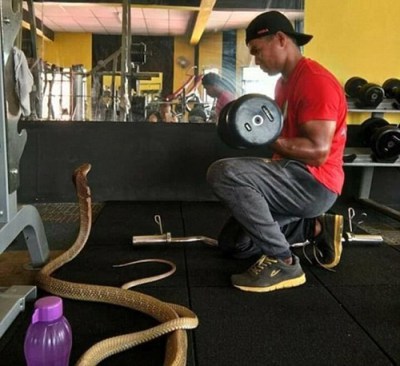man-with-10-feet-cobra-